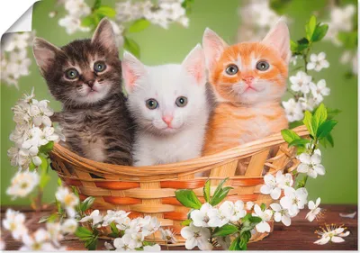 Produktbild von ARTland Poster Katzen sitzen in einem Korb Größe: 70x50 cm