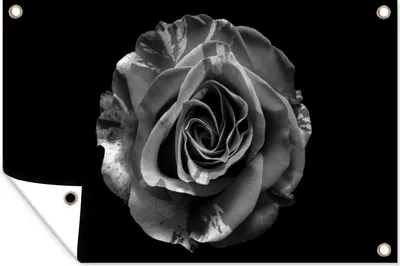 Produktbild von MuchoWow® 60x40 cm Outdoor-Poster Gartendeko Sichtschutz Garten Poster für den Garten  Blumen - Rose - Schwarz - Weiß - Botanisch