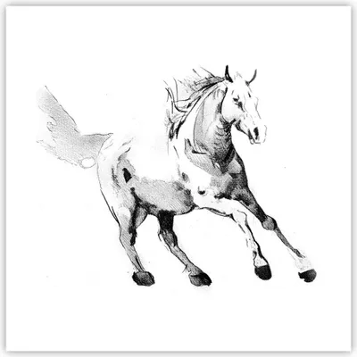 Produktbild von Poster - Poster ohne Rahmen - Pferd Galopp Tier - 40x40 cm - Wand Bild - Wanddeko - Wandbilder - Kunstposter - Wandposter - Bilder - Kunstdruck - Wanddekoration - Wandbild - P2XAC40x40-5117