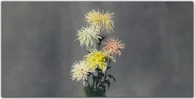 Produktbild von Coloray Bild aus Leinwand 140x70 Leinwand Dekoration - Blumen Pflanzen
