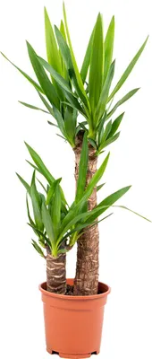 Image de Bloomique - Yucca Elephantipes - Yucca pied d’éléphant - Plante d’intérieur - Dépolluante - Facile à entretenir - Hauteur 60-70 cm - Pot 17 cm