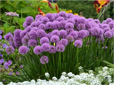 Produktbild von Stauden Gänge 1 x Allium ‚Millenium' im 1 Liter Topf - Zierlauch - Ein Blütenwunder, das ewig begeistert - Bienenfreundlich - Dauerblüher
