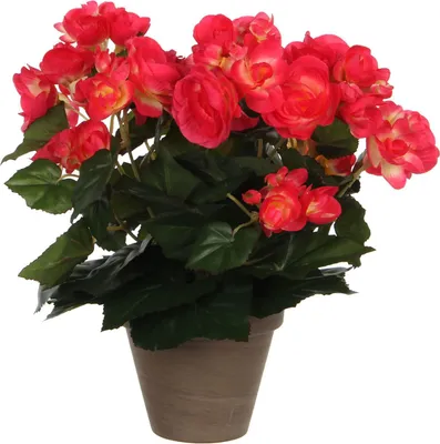 Zdjęcie produktu dla Mica Decorations Begonia sztuczna roślina w doniczce Stan - H30 x Ø25 cm - Ciemnoróżowy