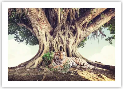 Produktbild von Poster - Poster ohne Rahmen - Tiger Wild Baum - 70x50 cm - Wand Bild - Wanddeko - Wandbilder - Kunstposter - Wandposter - Bilder - Kunstdruck - Wanddekoration - Wandbild - P2XAA70x50-5124