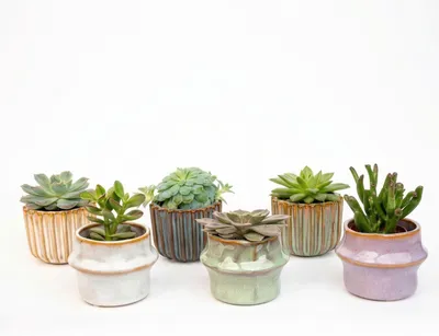Produktbild von Sukkulenten-Set 6 Stück mit Keramiktöpfen – Mini Sukkulenten 8–12cm – Barcelona Design Töpfe Ø7,2cm – pflegeleichte Zimmerpflanzen Deko