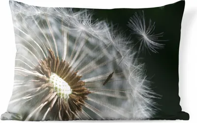 Produktbild von MuchoWow® Outdoor Kissen - Löwenzahnsamen verweht - 50x30 cm - Wetterfest - Lounge Kissen - Sofa kissen - Wohnzimmer Dekoration