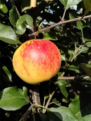 Produktbild von Rubinola  Apfelbaum - Buschbaum Topfballen (Versandzeit: ganzjährig)