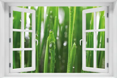 Produktbild von Wallario Wandbild aus Acryl, 60 x 90 cm, freischwebende Optik - Wassertropfen an Grashalmen mit Fenster-Illusion