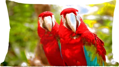 Produktbild von MuchoWow® Zierkissen Sofakissen Wohnzimmer Dekokissen 50x30 cm Papageien - Vögel - Dschungel - Wohnzimmerdekoration - Polster mit Photo