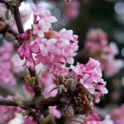 A close-up of pink flowers on a branch.