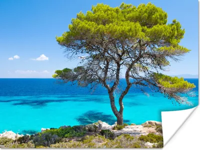 Produktbild von MuchoWow® Poster Baum - Meer - Tropisch - Sommer 160x120 cm - Foto Plakat