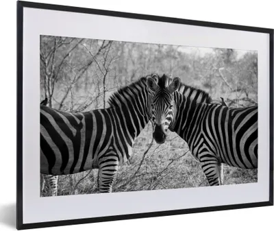 Produktbild von MuchoWow® Gerahmtes Poster Zwei Zebras 60x40 cm - Poster mit Schwarzem Bilderrahmen Wandposter Rahmen Foto Bilder - Schlafzimmer - Plakat in Rahmen - Drucken