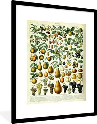 Produktbild von MuchoWow® Gerahmtes Poster Adolphe Millot - Jahrgang - Obst - Birne - Trauben 60x80 cm - Poster mit Schwarzem Bilderrahmen Wandposter Rahmen Foto Bilder - Wohnzimmer - Dekorationen - Prämie