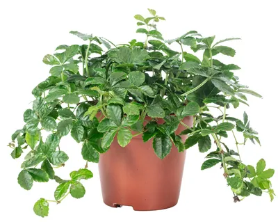 Produktbild von Zimmerwein 'Smit Verona Vein' - pflegeleichte Zimmerpflanze, Parthenocissus striata - Höhe ca. 20 cm, Topf-Ø 10,5 cm