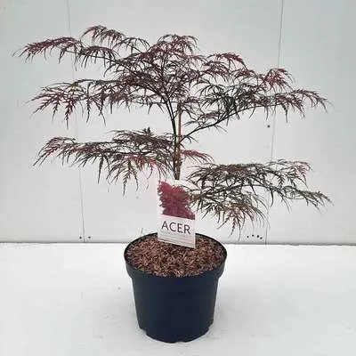 Produktbild von Acer palm. 'Garnet' ('dissect. garnet') - Fächerahorn 60- + cm Container