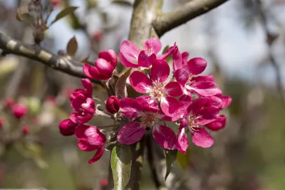 Produktbild von Malus 'Mokum', Zierapfel, 80–100 cm, kompakt