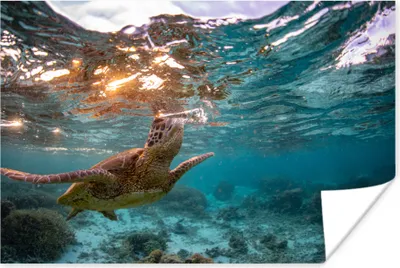 Produktbild von MuchoWow® Poster Meer - Schildkröte - Farben 180x120 cm - Fotoplakat