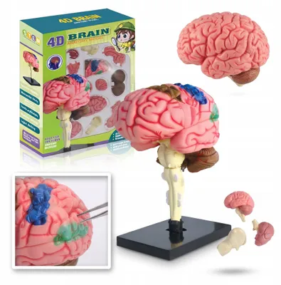 Produktbild von Anatomisches Gehirn Modell 4D 32 Teile Bausatz für Biologie & Medizin, Lernen mit Spaß