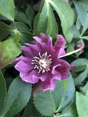 Immagine prodotto di 6 x Helleborus orientalis 'Double Ellen Red' - Nieswurz - topf 9 x 9 cm
