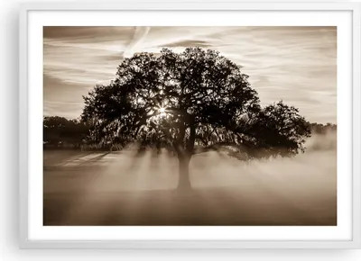 Produktbild von Gerahmtes Poster - Weißer Rahmen - Baum Feld Natur - 70x50 cm - Wand Bild - Wanddeko - Wandbilder - Kunstposter - Wandposter - Bilderrahmen - Bilder - Kunstdruck - Wandbild - P2WAA70x50-3811