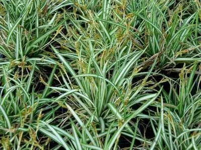 Immagine prodotto di 6 x Carex ornithopoda 'Variegata' - Sedge Variegata - vaso 9 x 9 cm