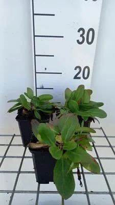 Zdjęcie produktu dla 6 x Bergenia hybr. 'Silberlicht' - pseudodictamnus - Topf 9 x 9 cm