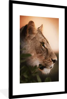 Produktbild von MuchoWow® MuchoWow® Gerahmtes Poster Löwe - Dschungel - Orange 60x90 cm - Poster mit zchwarzem Bilderrahmen - Dekoration - Wandposter Wohnzimmer - Hochwertig