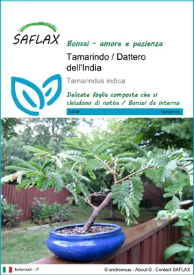 Immagine prodotto di SAFLAX  - Tamarindo / Dattero dell'India - 4 semi - Tamarindus