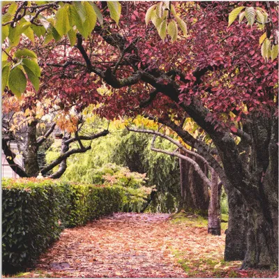 Produktbild von ARTland Wandbild Alu für Innen & Outdoor Baumbogen Größe: 50x50 cm