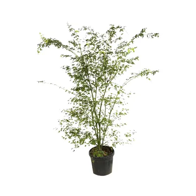 Obrázek produktu pro Javor palmatý – Acer palmatum | 50–60 cm v kontejneru