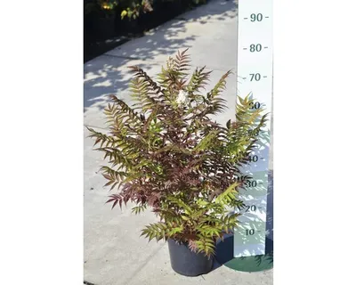 Obrázek produktu pro Tavolníkovec jeřábolistý FloraSelf Sorbaria sorbifolia 'Sem' výška 30-60 cm květináč 4 l