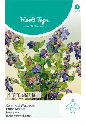 Produktbild von Blaue Wachsblume Pride of Gibraltar | Blumensamen von Hortitops
