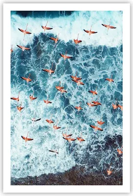 Produktbild von Poster - Poster ohne Rahmen - Flamingos Karibik Vögel - 61x91,5 cm - Wand Bild - Wanddeko - Wandbilder - Kunstposter - Wandposter - Bilder - Kunstdruck - Wanddekoration - Wandbild - P2XPA61x91-5013