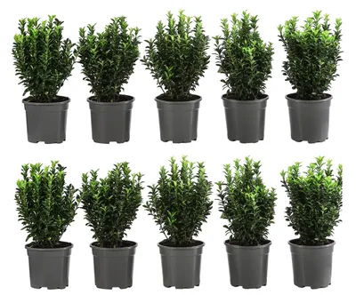 Produktbild von Dehner Säulen-Spindelstrauch Green Rocket, für 2 Meter Hecke, ca. 25 cm, 10 x 2 l Topf, Heckenpflanze