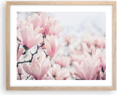 Produktbild von Gerahmtes Poster - Rahmen in heller Eiche - Magnolie Blumen Rosa - 50x40 cm - Wand Bild - Wanddeko - Wandbilder - Kunstposter - Wandposter - Bilderrahmen - Bilder - Kunstdruck - P2NAA50x40-4396