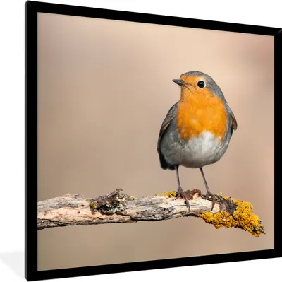 Produktbild von MuchoWow® Gerahmtes Poster Rotkehlchen - Vogel - Zweig - Tiere 40x40 cm - Poster mit Schwarzem Bilderrahmen Wandposter Rahmen Foto Bilder - Mit Rahmen - Wanddekoration Schlafzimmer