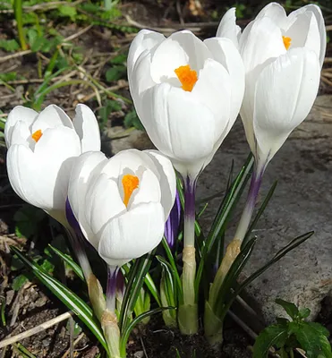 Produktbild von Großblumige Krokusse 'JEANNE D'ARC' Packungsinhalt 10 St.