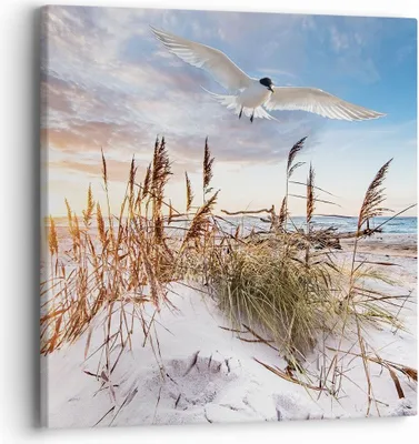 Produktbild von Bild auf Leinwand - Leinwandbild - Einteilig - Möwe Meer Küste - 40x40cm - Wand Bild - Wanddeko - Wandbilder - Leinwanddruck - Bilder - Wanddekoration - Leinwand bilder - Wandbild - AC40x40-4902