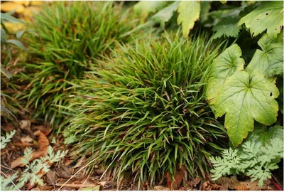 Produktbild von Stauden Gänge 1 x Luzula pilosa 'Igel' im 1 Liter Topf - Behaarte Hainsimse - Kuscheliger Charme für schattige Ecken - Immergrün / Bodendecker