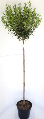 Produktbild von Kugel-Kirsche Stämmchen, Prunus fruticosa Globosa, Gesamthöhe 180-190 cm, Stammhöhe 125 cm