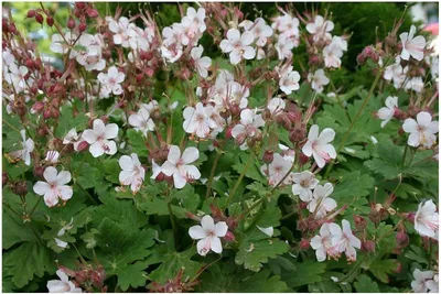 Produktbild von Stauden Gänge 3 x Geranium macrorrhizum 'Spessart' - weißer Balkan Storchenschnabel/Storchschnabel - Langlebig, duftend und wunderschön