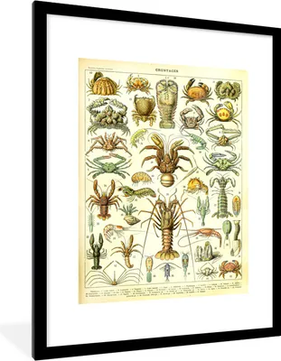 Produktbild von MuchoWow® Gerahmtes Poster Hummer - Tiere - Meerestiere - Vintage - Adolphe Millot 60x80 cm - Poster mit Schwarzem Bilderrahmen Wandposter Rahmen Foto Bilder - Wohnzimmer - Dekorationen - Prämie