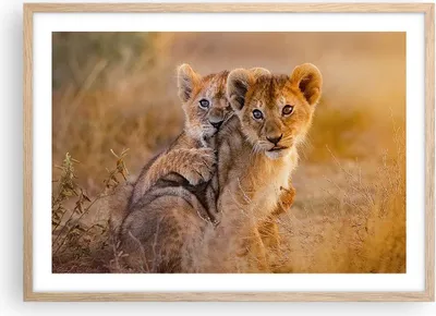 Produktbild von Gerahmtes Poster - Rahmen in heller Eiche - Löwe Natur Tier - 70x50 cm - Wand Bild - Wanddeko - Wandbilder - Kunstposter - Wandposter - Bilderrahmen - Bilder - Kunstdruck - Wandbild - P2NAA70x50-3480