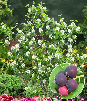Produktbild von BALDUR Garten 1x Felsenbirne Amelanchier 'Greatberry® Garden', Pflanze im 9x9 cm-Topf, ausgefallene Blüte, leckere Früchte, winterharter Zierstrauch, pflegeleicht, mehrjährig, ideal für Beet & Kübel