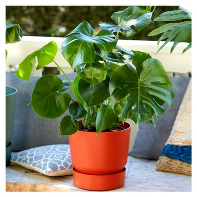 Produktbild von Monstera Fensterblatt Pflanze | Ideal für Zuhause oder Büro | 40-50 cm mit Topf