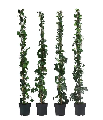 Produktbild von Dehner Großblättriger Efeu Hibernica, für 1 Meter Hecke, ca. 120 cm, 4 x 3 l Topf, Heckenpflanze