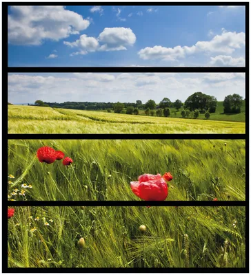 Produktbild von Wallario Möbelfolie / Aufkleber, geeignet für Ikea Malm Kommode mit 4 Schubfächern - Mohnblumenwiese auf grüner Wiese unter blauem Himmel