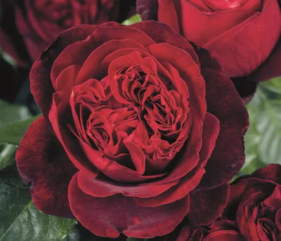 Produktbild von Dehner Rose Nostalgie®-Edelrose Admiral®, Züchter Tantau, rote Blüten, groß und dichtgefüllt, 50-70 cm, 6 l Topf, Topfware