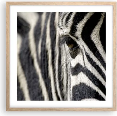 Produktbild von Gerahmtes Poster - Rahmen in heller Eiche - Zebra Streifen Tierwelt Safari - 50x50 cm - Wand Bild - Wanddeko - Wandbilder - Wandposter - Bilderrahmen - Bilder - Kunstdruck - Wandbild - P2NAC50x50-2195
