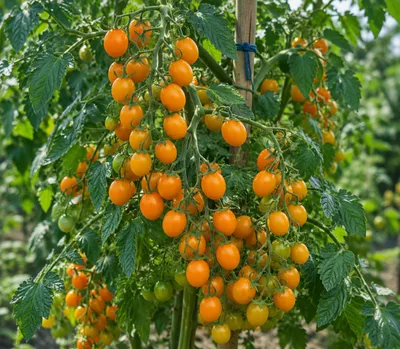 Produktbild von SaatPilot Solanum cheesmaniae 100 Samen Galápagos-Tomate